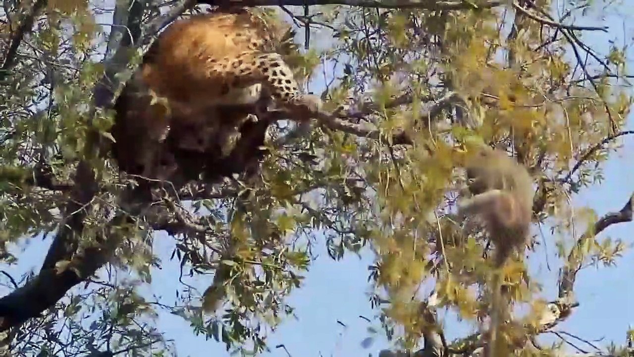 OMG. Baboon Baby Luckily Escaped The Attack Of Leopards Thanks To The Help Of Baboon Mother