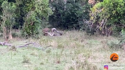 Python Constricts Leopard As It Fights Back!