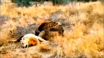 The Moment Lion Is Humiliatingly Defeated By Other Wild Animals - Lion Vs Buffalo, Wildebeest, Hip..