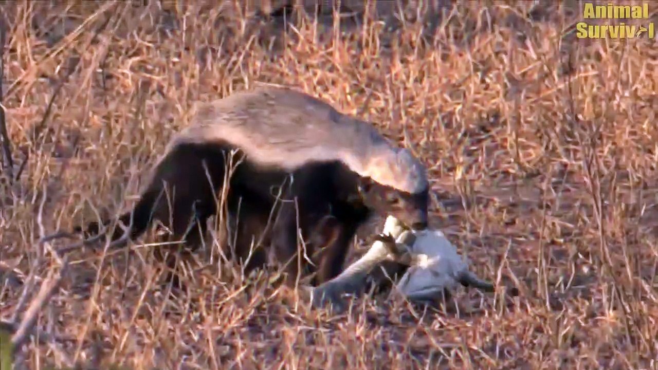 Top 5 Climactic Battle Of Honey Badger In The Wild   Animal Fights (2)