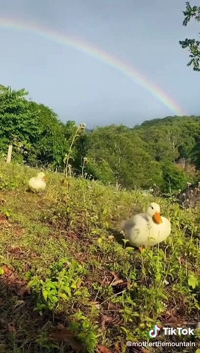 Watch This Cute Animals Make You Smile All Day | Cute Animals Compilation