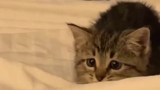 Watching This Cute Kitten Is New Kind Of Addictive Cute Animals Compilation