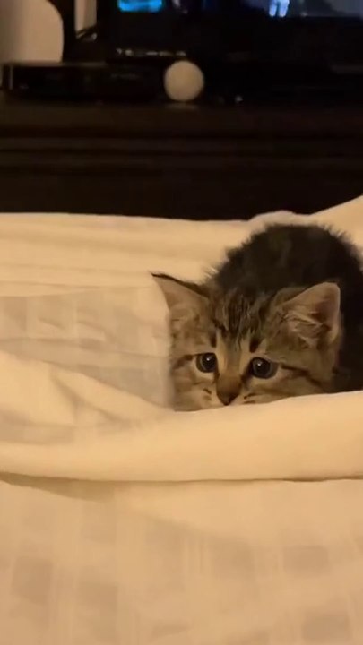Watching This Cute Kitten Is New Kind Of Addictive Cute Animals Compilation