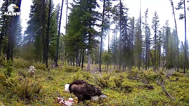 30 Brutal Moments When Wild Animals Killed Jackals And Coyotes (3)