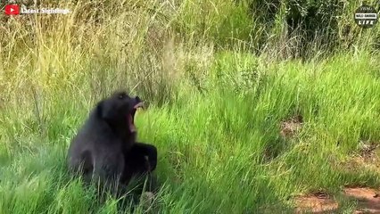 Angry Mother Lion Hunts Down Baboons To Avenge Her Cubs And What Happened After
