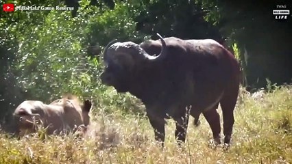Ashamed ! Alpha Buffalo Shows Lion Who Is The King Of The Grasslands And What Happens After