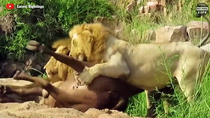 Harsh Life ! The Stray Injured Lion Cub Is Kidnapped By Dominant Lioness