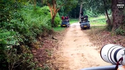 How Does Injured Mongoose Survive The Brutal Predators  @SWAG - Wild Animal Life