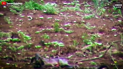 Look What Happens When Impala Giving Birth And Is Attacked By Bloodthirsty Baboons