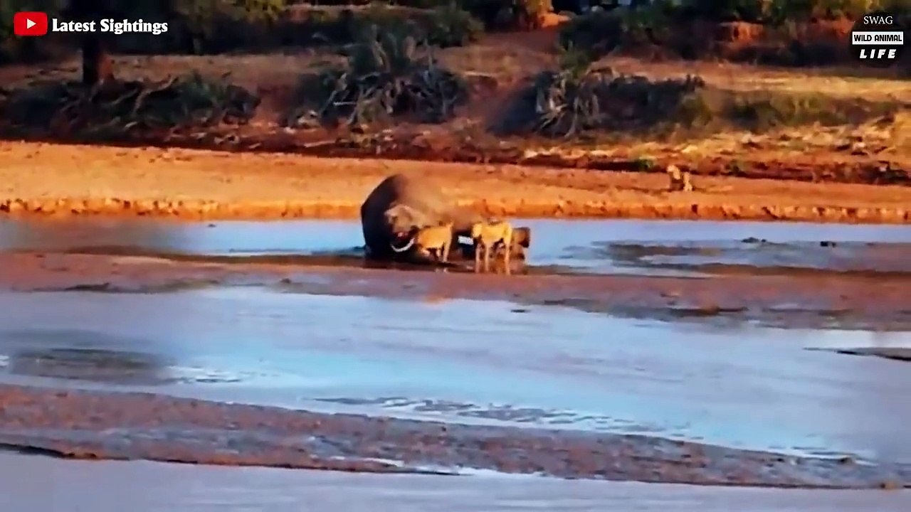 Look What Happens When Injured Crocodiles Fight Big Cats For Revenge