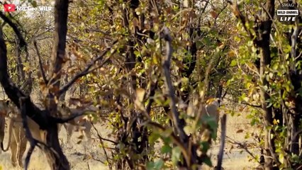 OMG ! This Is How Crazy Angry Giant Elephant Attacks Lion to Protect His Family