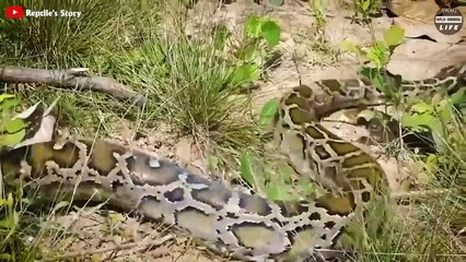 Scary ! Lion Risks Life Attacks Injured Hedgehog And What Happened Next