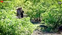 This Is Why Mother Buffalo Gives Birth To Baby But Killed By Lions