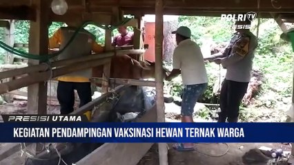 Bhabinkamtibmas Desa Tellumpanuae Laksanakan Pendampingan Vaksinasi Hewan Ternak Warga