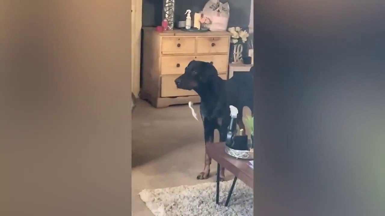 Best Funny Animal Videos Of The 2022  - Funniest Cats And Dogs Videos