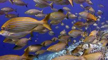 Diving underwater Fish Ocean