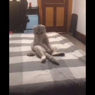 Funniest Cats - Don't try to hold back Laughter - Funny Cats Life