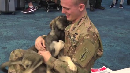 Moment American soldier is reunited with puppy he rescued from Syria