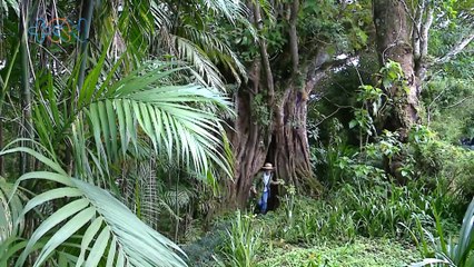 mqn-Hay que ingresar dentro de este árbol gigante para llegar a Narnia -291122