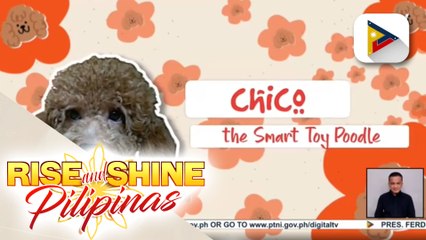 Chico, the smart toy poodle