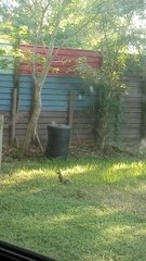 Squirrel Chases Hawk Away