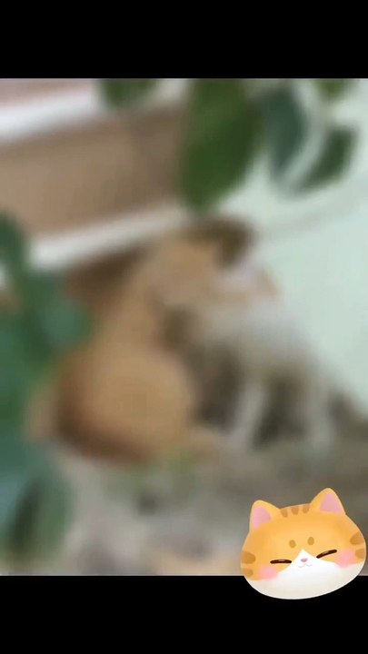 Video Funny 495