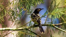 A sound bite of regent honeyeater birdsong | December 6, 2022 | The Senior