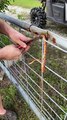 Rescuing a Snake Stuck in a Fence