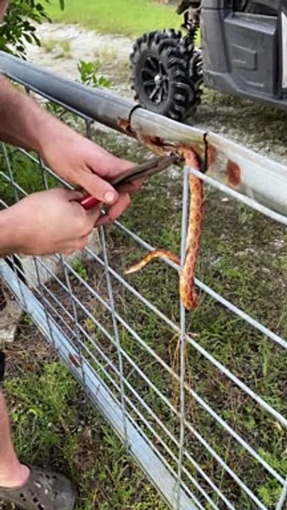 Rescuing a Snake Stuck in a Fence