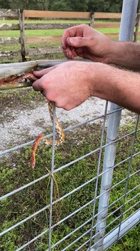 Rescuing a Snake Stuck in a Fence