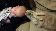 Baby and Bunny Become Buddies