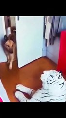 dog scared moment camera catch it