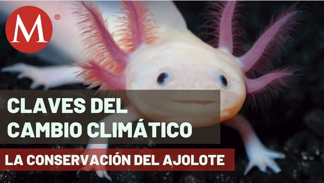 ¿Cómo podemos ayudar a la conservación del ajolote mexicano? | Claves del cambio climático