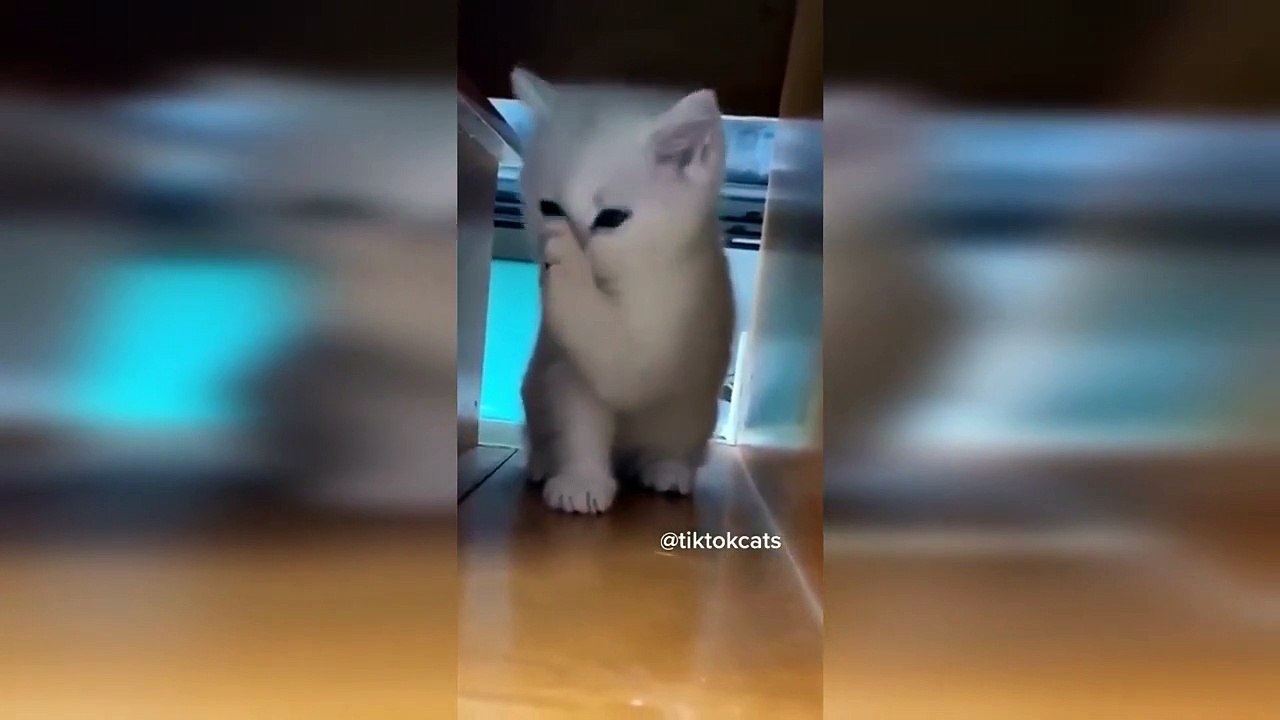 Cute Kitten Baby Cat Compilation #1