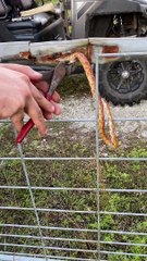 Rescuing a Snake Stuck in a Fence