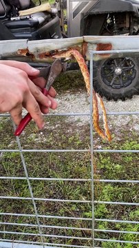 Rescuing a Snake Stuck in a Fence