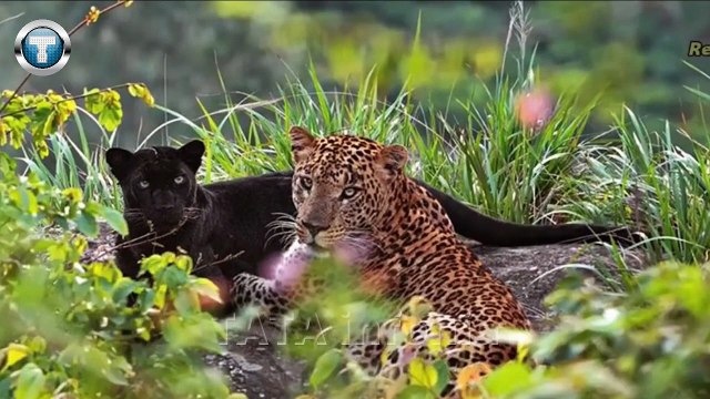 interesting facts about leopards