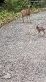 Friendly Fawn Comes By For Head Scratches  ViralHog