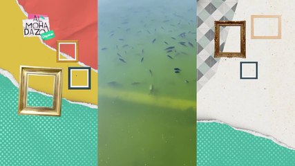 ¡Se mueren los peces en el lago de Chapultepec! - Almohadazo Casero
