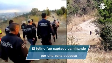 Buscan a puma ante reportes de avistamientos en Tlaxcala