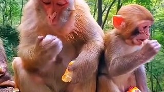 Cat And Duck Long Drive | Monkey Family Eating Fruits | Cute Pie Little Lion Videos 2022