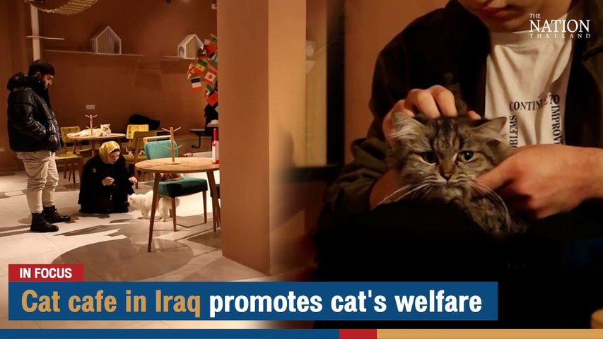 Cat cafe in Iraq promotes cat's welfare | The Nation