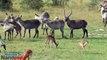 Watch the captivating habits of the waterbuck to this fascinating wildlife sighting