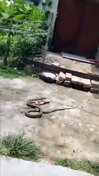 Serpiente se roba una chancla