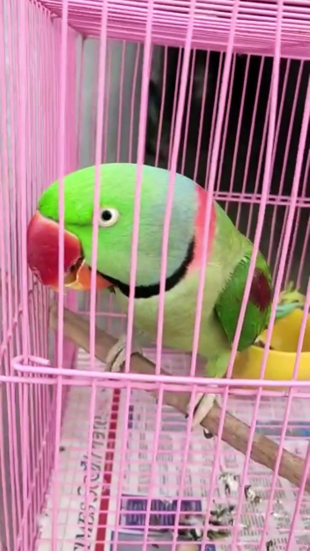 Talking parrots in Tamil – Christmas Treat talking parrotsBest talking parrots funny parrots