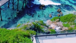 Awesome Beach Cliff Dive Drone View in Central Coast NSW Australia North of Sydney Travel Adventures