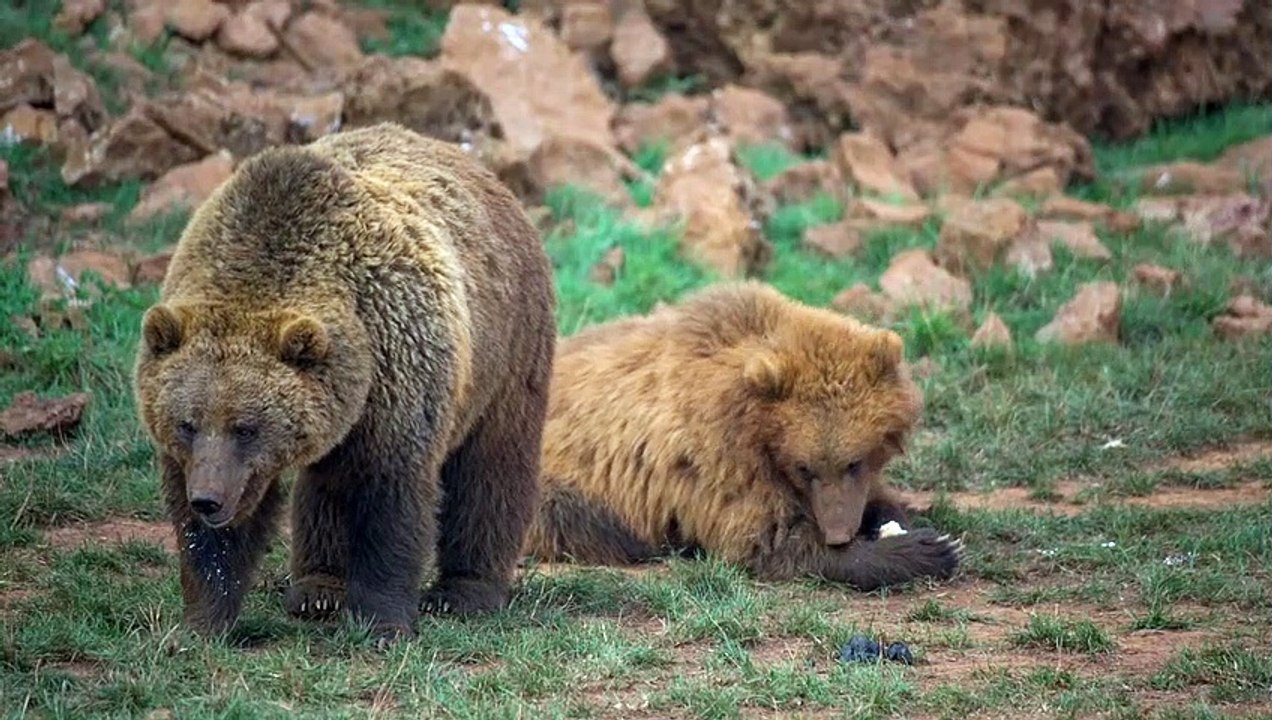Sepasang - beruang - lagi - makan -mixkit-pair-of-brown-bears-in-the-field-4071-medium