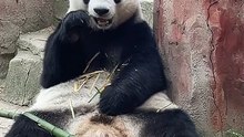 Why can pandas gain weight even if they eat bamboo?