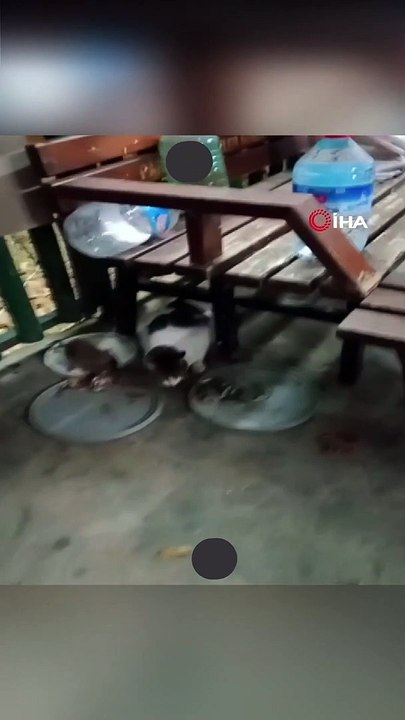 Fare ile Kedinin Dostluğu: Aynı Tabaktan Yemek Yediler #shorts #fare #kedi