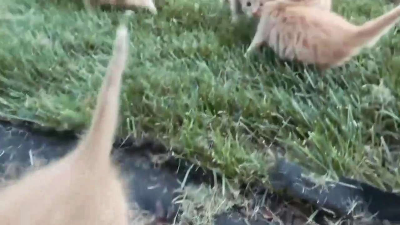 kucing lucu